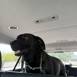 Goose, Black Labrador Retriever, adult, available for adoption