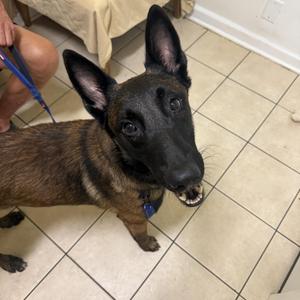 Luka, Belgian Shepherd / Malinois, young, available for adoption