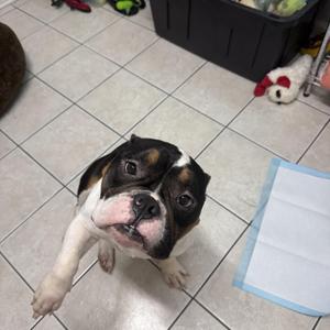 Bubba, English Bulldog, young, available for adoption