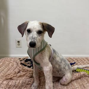 A white and gray dog with floppy ears wearing a green harness, sitting on a textured blanket.
