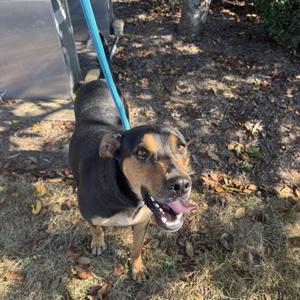A black and tan dog on a blue leash, standing on grass with leaves scattered around.