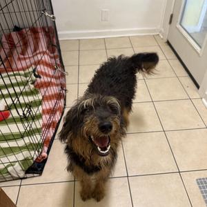 Daisy, Labradoodle, young, available for adoption