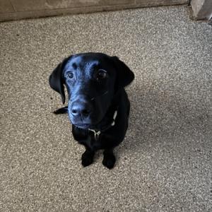 black dog sitting on carpet
