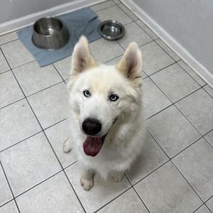 A white husky dog with blue eyes