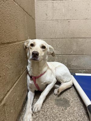 Honey, Yellow Labrador Retriever, young, available for adoption