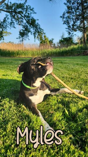 Myles, Boxer, young, available for adoption
