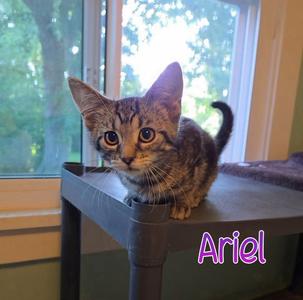 Ariel, kitten, available for adoption