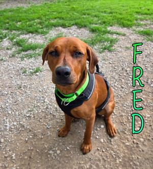 Fred, Terrier, young, available for adoption