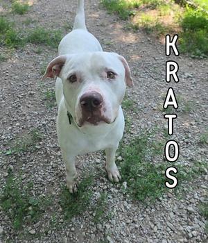 Kratos, Pit Bull Terrier, adult, available for adoption