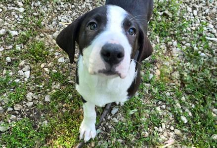 Bodhi, Australian Shepherd / Poodle (unknown type), adult, available for adoption