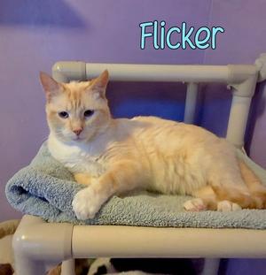 A light-colored cat named Flicker is lying on a blue towel on a white pipe structure.