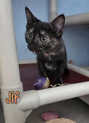 Jif, kitten, available for adoption