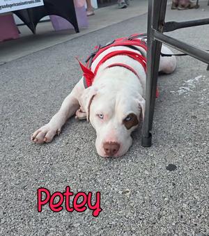 Petey, Pit Bull Terrier, young, available for adoption