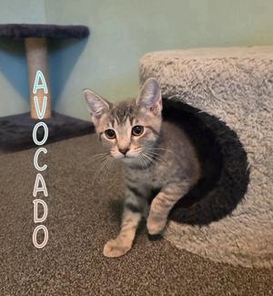 A tabby kitten with large eyes and pointed ears is standing on a carpeted floor. The kitten is partially inside a circular opening of a cat bed. The word "AVOCADO" is written vertically in light blue letters on the left side of the image.