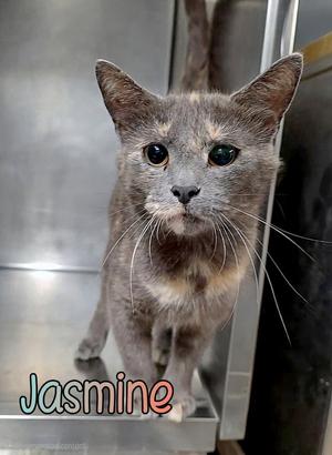 Jasmine, young, available for adoption