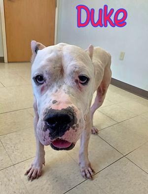 Duke, Dogo Argentino, adult, available for adoption