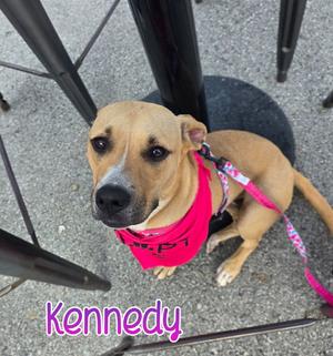 Kennedy, Pit Bull Terrier, young, available for adoption
