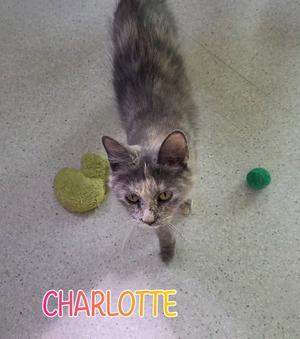 A gray and white cat named Charlotte standing on a light-colored floor with a green ball and a green toy nearby.