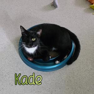 Kade, young, available for adoption