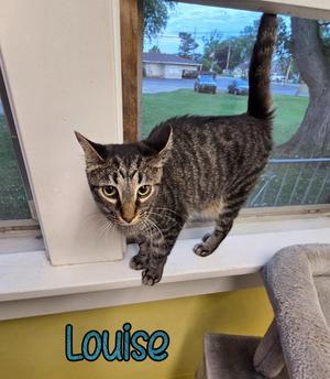 Louise, young, available for adoption
