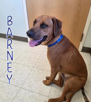 Barney, Terrier, young, available for adoption