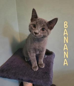 A gray kitten sitting on a purple cat tree with the word "BANANA" written in yellow next to it.