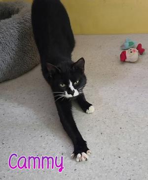 Cammy, young, available for adoption