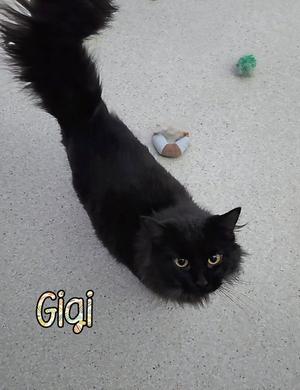 Gigi, adult, available for adoption