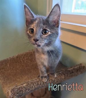 A gray kitten named Henrietta standing on a cat tree, looking directly at the camera with large eyes.