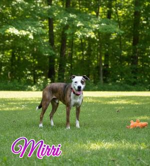 Mirri, Australian Shepherd / Boxer, adult, available for adoption