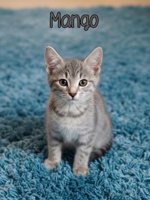 A small gray tabby kitten sitting on a blue carpet with the name "Mango" written above it.