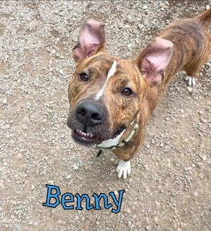 Benny, Pit Bull Terrier, young, available for adoption