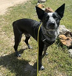 Zorro, Australian Cattle Dog, adult, available for adoption