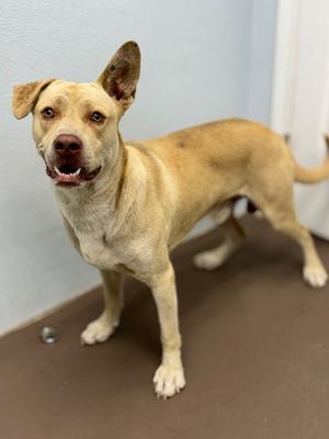 Buzz, Pit Bull Terrier Mix, young, available for adoption
