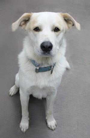 a white dog with floppy ears and a blue collar