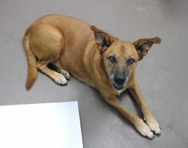 Cooper, Mixed Breed, senior, available for adoption