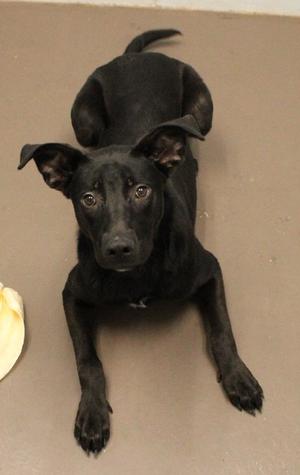 Betty, German Shepherd Dog Mix, young, available for adoption