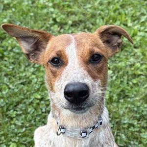 Tulip, Australian Cattle Dog / Blue Heeler, young, available for adoption