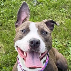 Princess, Pit Bull Terrier, adult, available for adoption