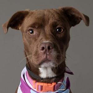 A brown dog with floppy ears and a white chest, wearing a colorful bandana and an orange collar, looking directly at the camera.