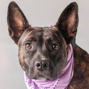 Hattie Mae, Dutch Shepherd, adult, available for adoption