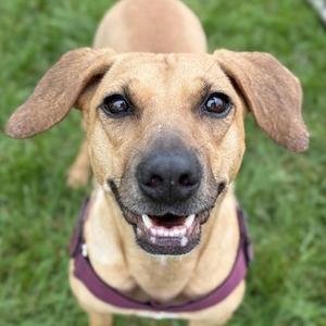 A brown dog with floppy ears and a purple harness, sitting on grass and looking up with a happy expression.
