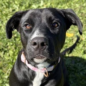 Harleaux, Labrador Retriever, adult, available for adoption