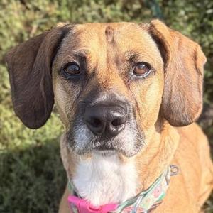 Sinew, Hound, adult, available for adoption