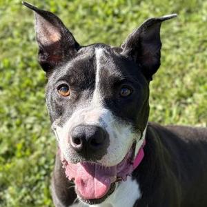 Izzie, American Staffordshire Terrier, adult, available for adoption