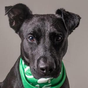 A black dog wearing a green bandana with white patterns, looking directly at the camera.