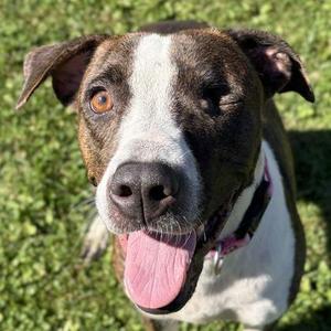 Tinker Belle, Pit Bull Terrier, adult, available for adoption