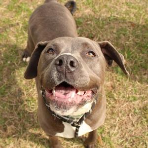 A close-up, top-down view of a happy pit bull mix dog with its mouth open and tongue visible.
