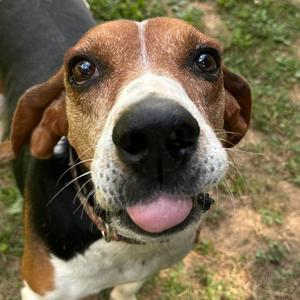 Gumball, Coonhound, senior, available for adoption