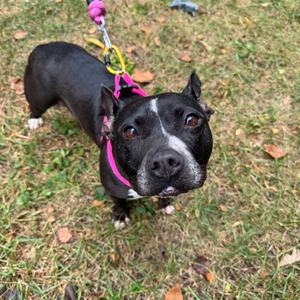 A black and white dog with a pink harness and leash, standing on grass and looking up at the camera.